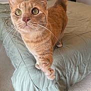 Milo is registered to the contest to win money with this photo: cat, orange_tabby, paw, bed, bedding, indoor, curious, pet, feline, whiskers, ears, tail, green_bedspread, carpet, home, animal, close_up, looking, cute, fur