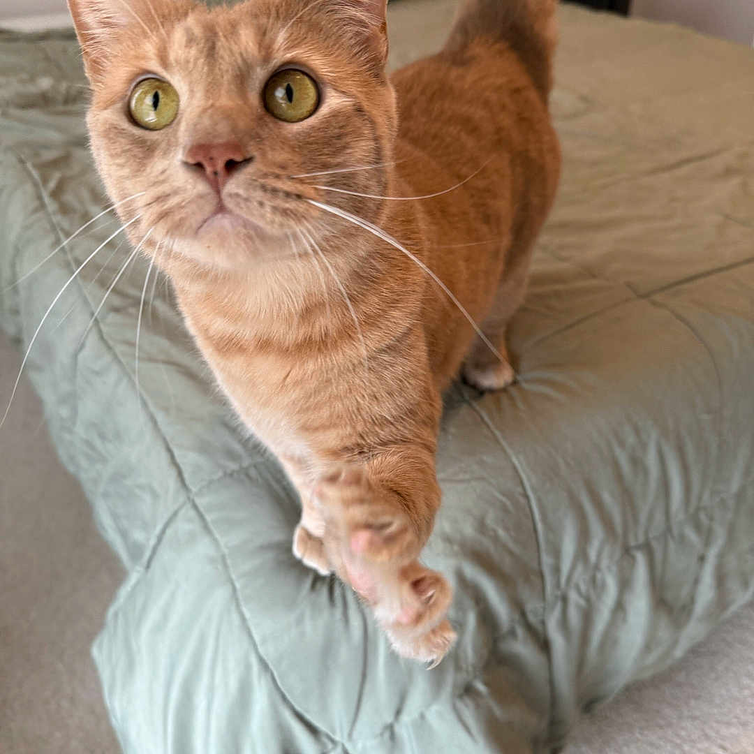Milo is registered to the contest to win money with this photo: animal, bed, bedding, carpet, cat, close_up, curious, cute, ears, feline, fur, green_bedspread, home, indoor, looking, orange_tabby, paw, pet, tail, whiskers
