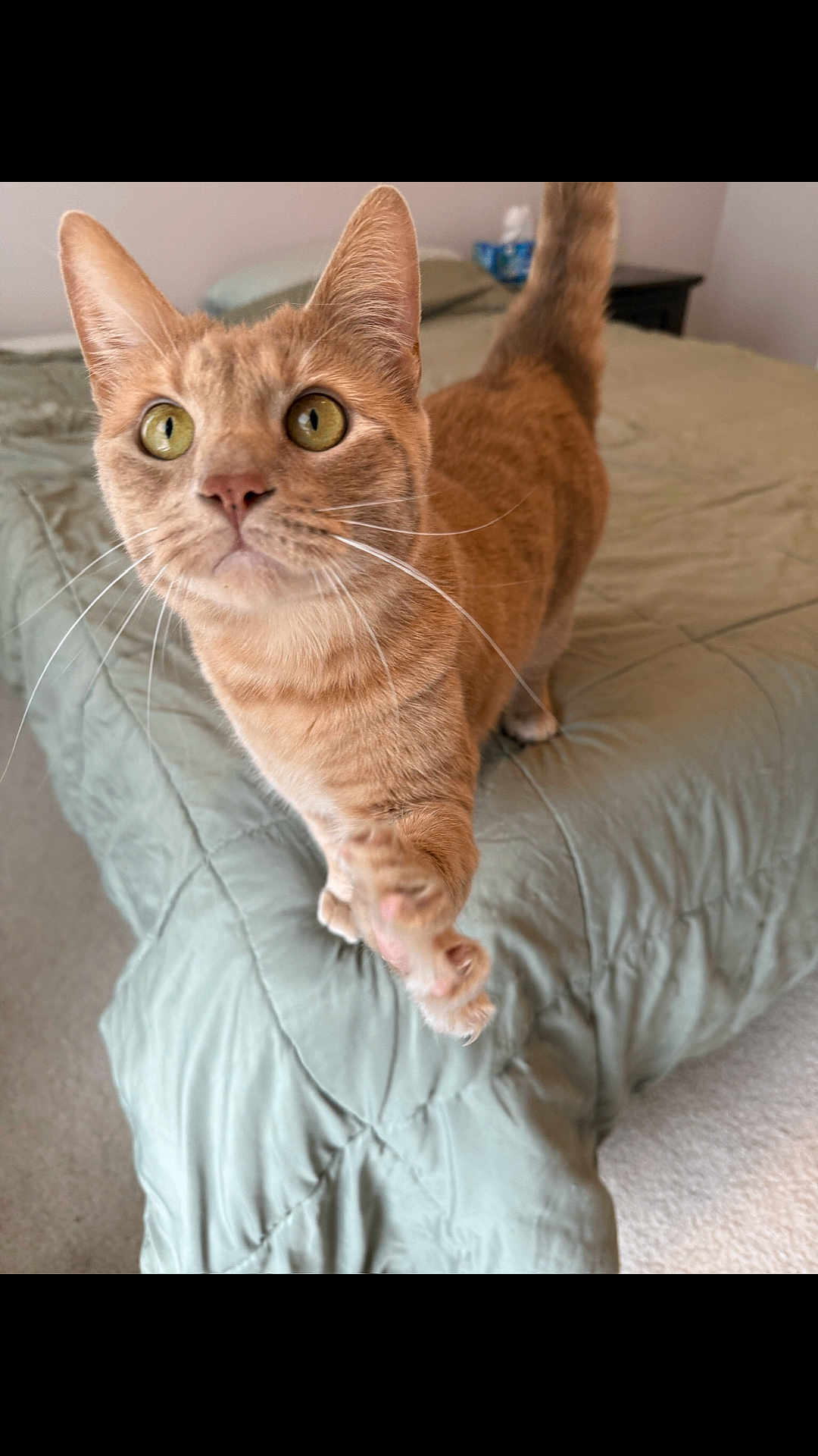 Milo is registered to the contest to win money with this photo: cat, orange_tabby, paw, bed, bedding, indoor, curious, pet, feline, whiskers, ears, tail, green_bedspread, carpet, home, animal, close_up, looking, cute, fur