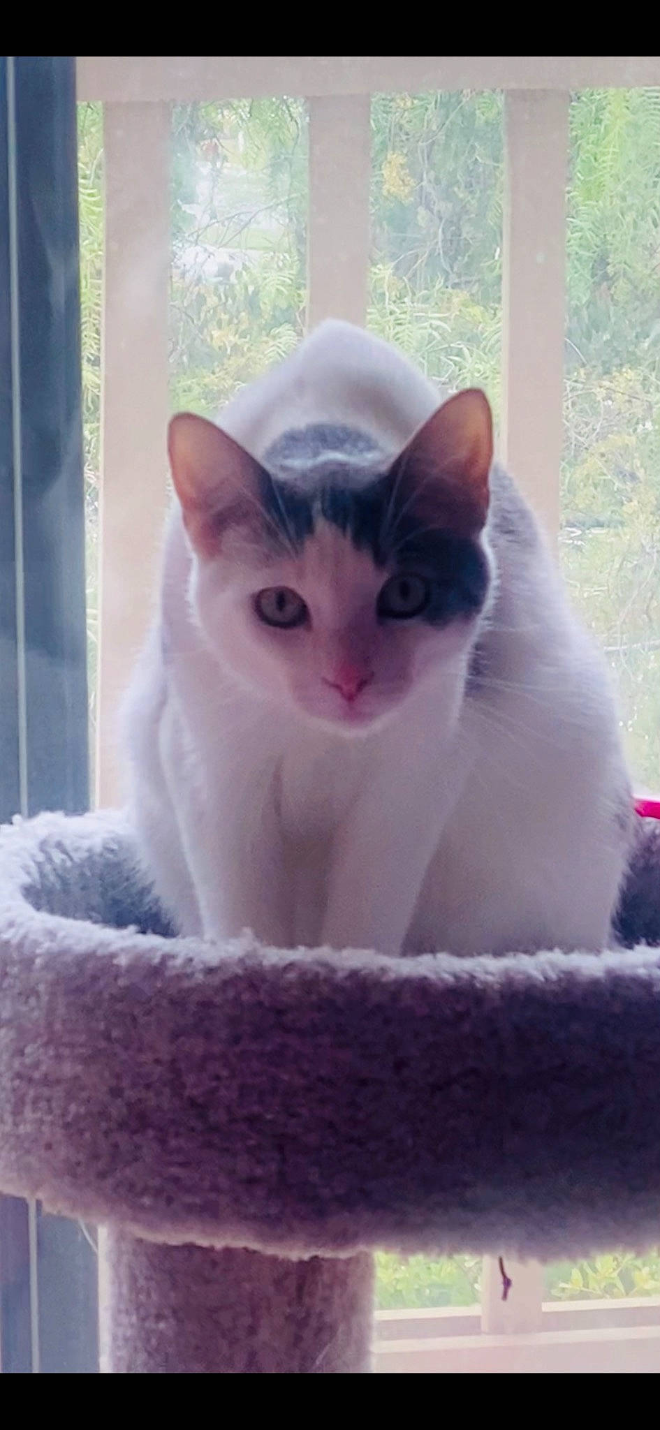 Carter Cricket joined the competition — help win amazing prizes! carnivore, cat, cat_supply, domestic_short_haired_cat, felidae, fixture, fur, paw, pet_supply, plant, small_to_medium_sized_cats, snout, tail, whiskers, window