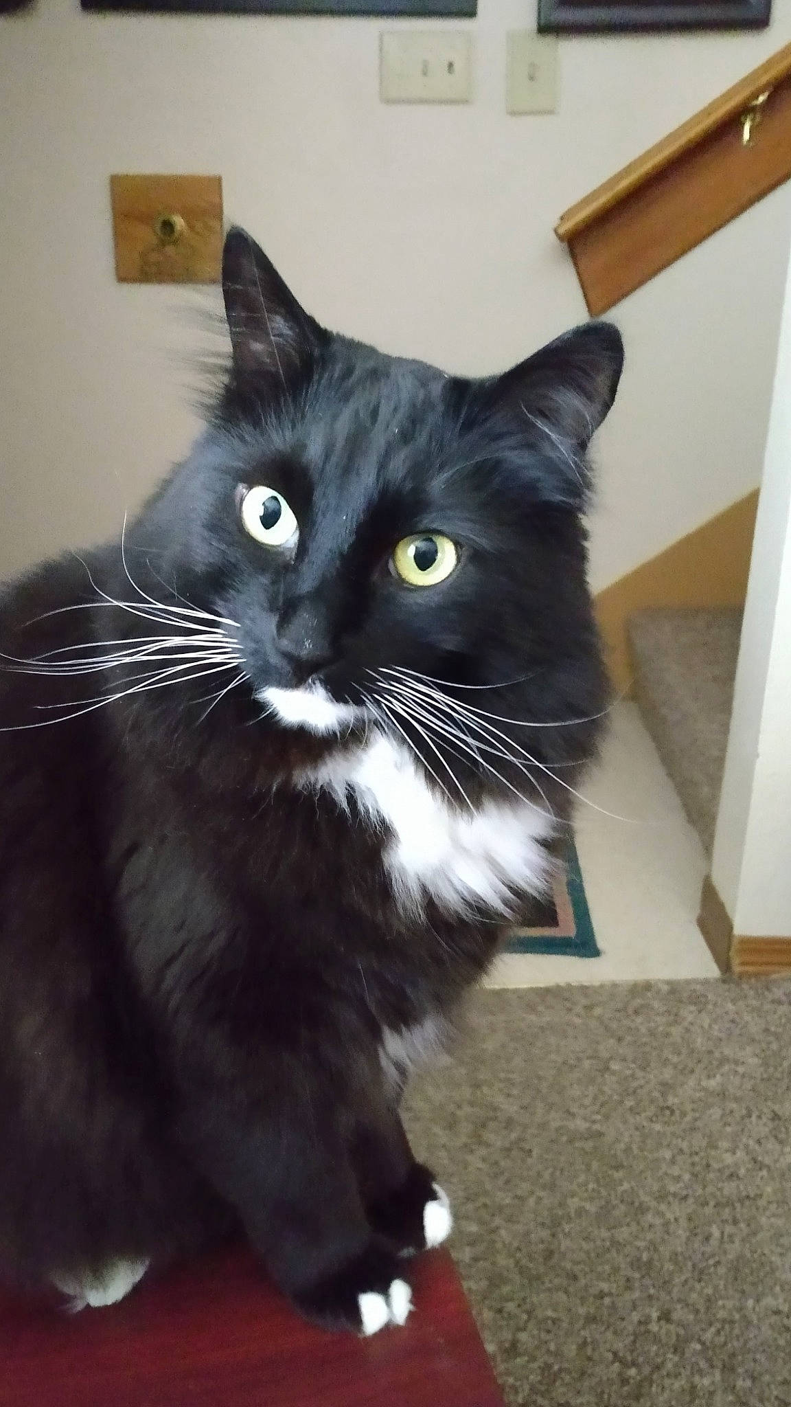 Georgie is registered to the contest to win money with this photo: black_cat, box, cardboard, carnivore, cat, cat_supply, claw, domestic_short_haired_cat, felidae, flooring, formal_wear, fur, paper_product, pet_supply, small_to_medium_sized_cats, snout, tail, whiskers, window