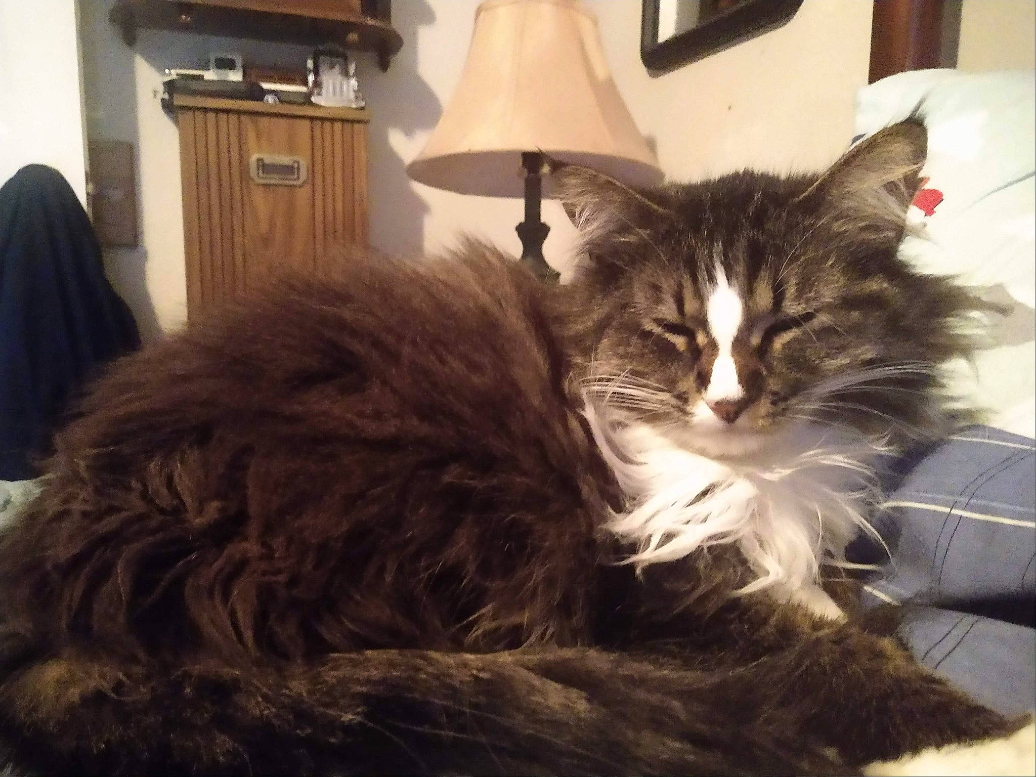 Mama is registered to the contest to win money with this photo: british_longhair, cabinetry, carnivore, cat, comfort, domestic_short_haired_cat, felidae, fur, hardwood, lamp, lampshade, living_room, maine_coon, picture_frame, room, small_to_medium_sized_cats, tail, whiskers, window, wood