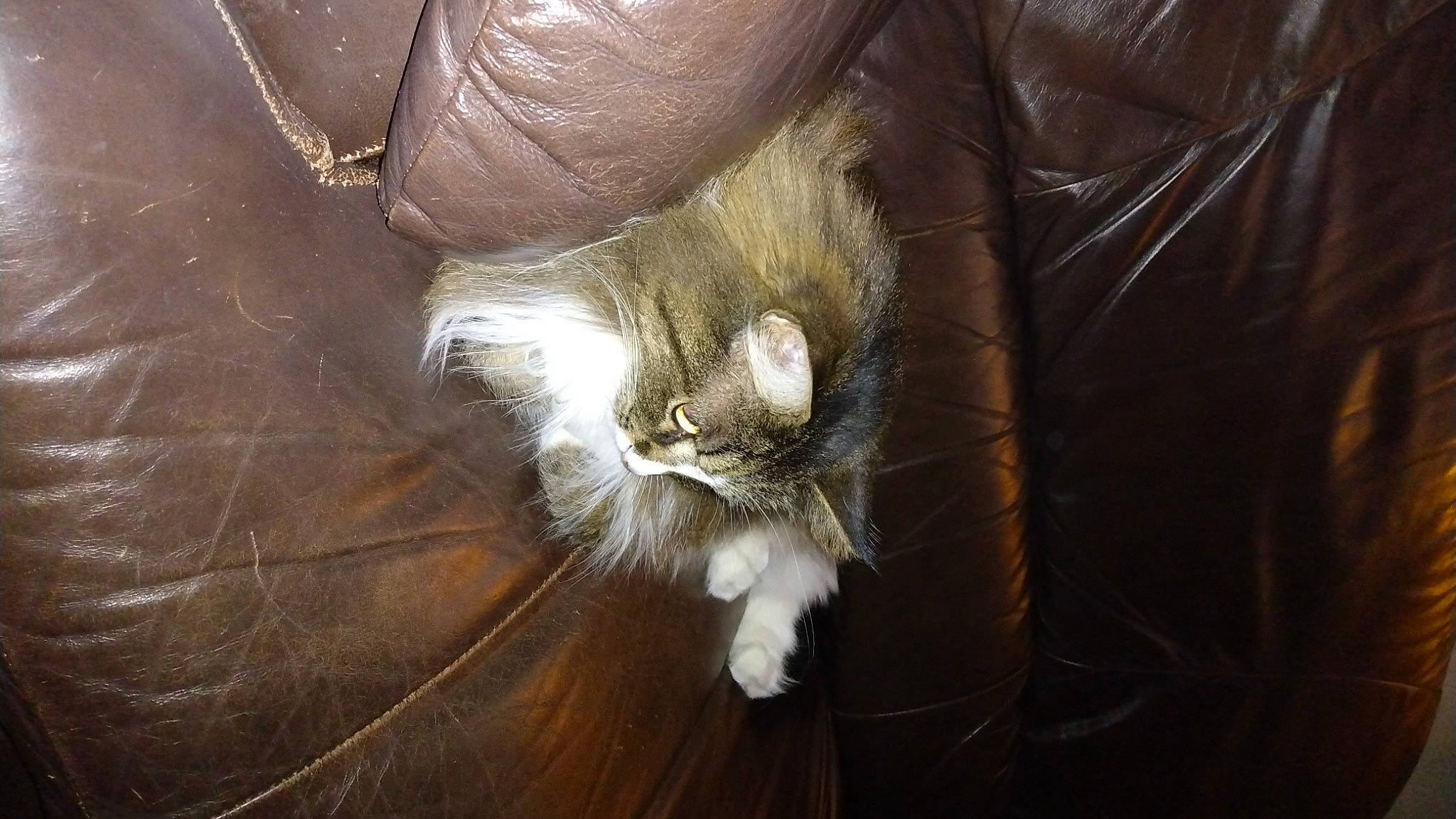 Mama is registered to the contest to win money with this photo: brown, carnivore, cat, claw, comfort, domestic_short_haired_cat, fawn, felidae, flooring, fur, hardwood, human_leg, liver, paw, small_to_medium_sized_cats, snout, tail, terrestrial_animal, whiskers, wood