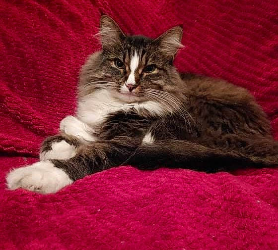 Mama is registered to the contest to win money with this photo: british_longhair, carnivore, carpet, cat, cat_supply, claw, comfort, domestic_short_haired_cat, felidae, fur, grey, magenta, maine_coon, paw, sitting, small_to_medium_sized_cats, snout, tail, terrestrial_animal, whiskers