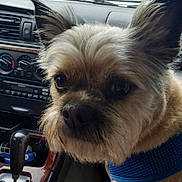 Gracie joined the competition — help win amazing prizes! animal, blue_harness, car_interior, closeup, dashboard, daytime, dog, ear, ford, fur, gearshift, house, lap, nose, person, pet, street, tree, vehicle, window