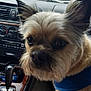 animal, blue_harness, car_interior, closeup, dashboard, daytime, dog, ear, ford, fur, gearshift, house, lap, nose, person, pet, street, tree, vehicle, window