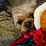 brown, christmas, close_up, cozy, cute, dog, eyes, fabric, furry, green, holiday, indoor, nose, peeking, pet, plush_toy, red, soft_lighting, stuffed_animal, texture
