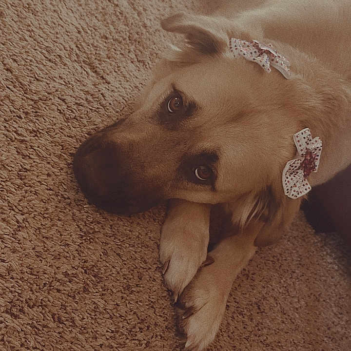 Moosegoose joined the competition — help win amazing prizes! accessories, animal, beagle, bodypart, bread, canine, collar, dog, finger, food, goldenretriever, hand, hound, husky, jewelry, labradorretriever, person, pet, puppy, wood