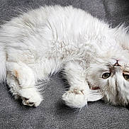 Kenzie joined the competition — help win amazing prizes! kitten, cat, white_fur, fluffy, pet, animal, cute, relaxing, stretching, indoor, sofa, cozy, fur, whiskers, paw, tail, small, young, playful, domestic