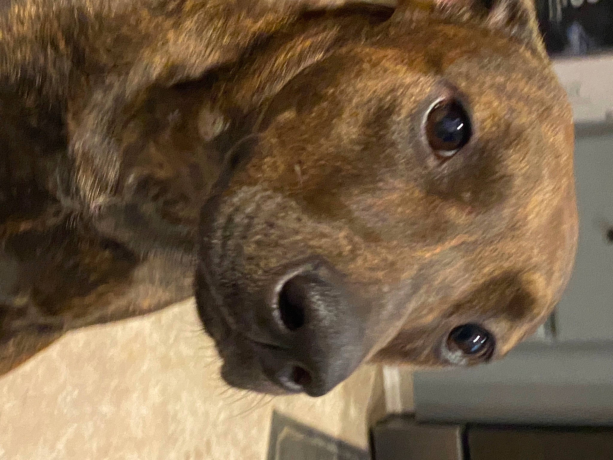 Cocoa is registered to the contest to win money with this photo: canidae, carnivore, dog_breed, fawn, firefighter, fur, liver, metal, musical_instrument, snout, sporting_group, terrestrial_animal, whiskers, wildlife, working_animal