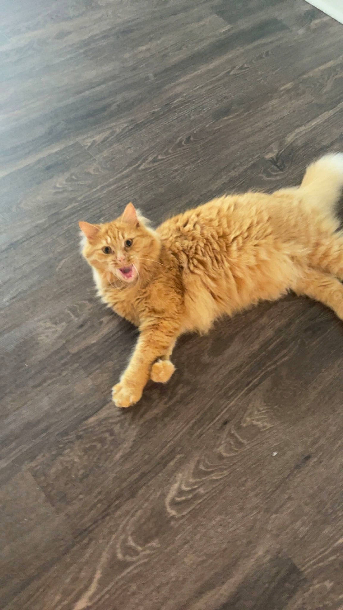 Bowie joined the competition — help win amazing prizes! carnivore, cat, claw, domestic_short_haired_cat, fawn, felidae, flooring, fur, hardwood, paw, road_surface, sand, small_to_medium_sized_cats, snout, soil, tail, terrestrial_animal, whiskers, wildlife, wood