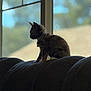 Pumpkin is registered to the contest to win money with this photo: animal, blurred_background, cat, collar, couch, domestic_animal, feline, furniture, home, indoor, kitten, natural_light, pet, quiet, resting, side_view, silhouette, sitting, window, young