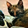 Pumpkin is registered to the contest to win money with this photo: animal, cat, closeup, collar, cozy, ears, eyes, face, fur, indoor, kitten, nose, pet, relaxing, sculpture, shadow, skull, tortoiseshell, whiskers, window