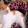 Nelly joined the competition — help win amazing prizes! cat, sleeping, orange_and_white, pet, cozy, blanket, bed, resting, fur, animal, indoor, cute, relaxation, whiskers, soft, domestic, patterned_blanket, feline, nap, comfort