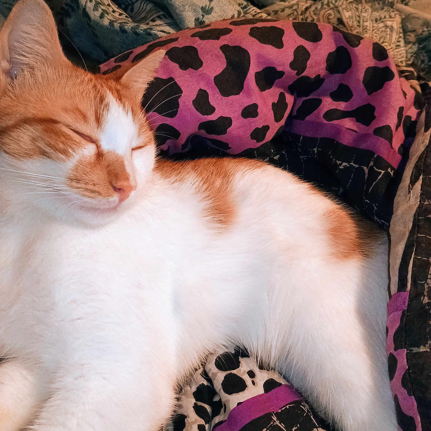 Nelly joined the competition — help win amazing prizes! cat, sleeping, orange_and_white, pet, cozy, blanket, bed, resting, fur, animal, indoor, cute, relaxation, whiskers, soft, domestic, patterned_blanket, feline, nap, comfort