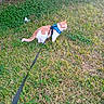 cat, orange_cat, white_cat, harness, leash, grass, clover, brick_wall, outdoor, pet, animal, exploring, nature, greenery, side_view, walking, curious, daylight, yard, small_animal