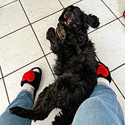 Max participe au concours pour gagner de l'argent avec cette photo : dog, black_dog, pet, floor, tile_floor, playing, lying_down, indoors, feet, jeans, socks, slippers, heart_slippers, happy, cute, fur, animal, companion, domestic_animal, relaxed
