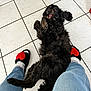 animal, black_dog, companion, cute, dog, domestic_animal, feet, floor, fur, happy, heart_slippers, indoors, jeans, lying_down, pet, playing, relaxed, slippers, socks, tile_floor