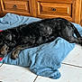 Max participe au concours pour gagner de l'argent avec cette photo : dog, black_dog, sleeping, blanket, blue_blanket, red_cloth, floor, tile_floor, wooden_cabinet, furniture, indoors, resting, pet, cozy, fur, animal, domestic_animal, quiet, relaxing, laying_down