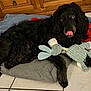 Max participe au concours pour gagner de l'argent avec cette photo : dog, black_dog, stuffed_toy, cushion, floor_tiles, wooden_cabinet, indoor, pet, lying_down, tongue_out, playful, cozy, blanket, fur, animal, companion, resting, cute, household, toy