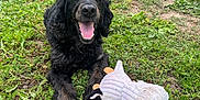 Max participe au concours pour gagner de l'argent avec cette photo : dog, black_dog, grass, toy, stuffed_toy, outdoor, garden, greenery, happy, pet, animal, playful, smiling, fur, nature, potted_plant, fence, yard, daylight, relaxed