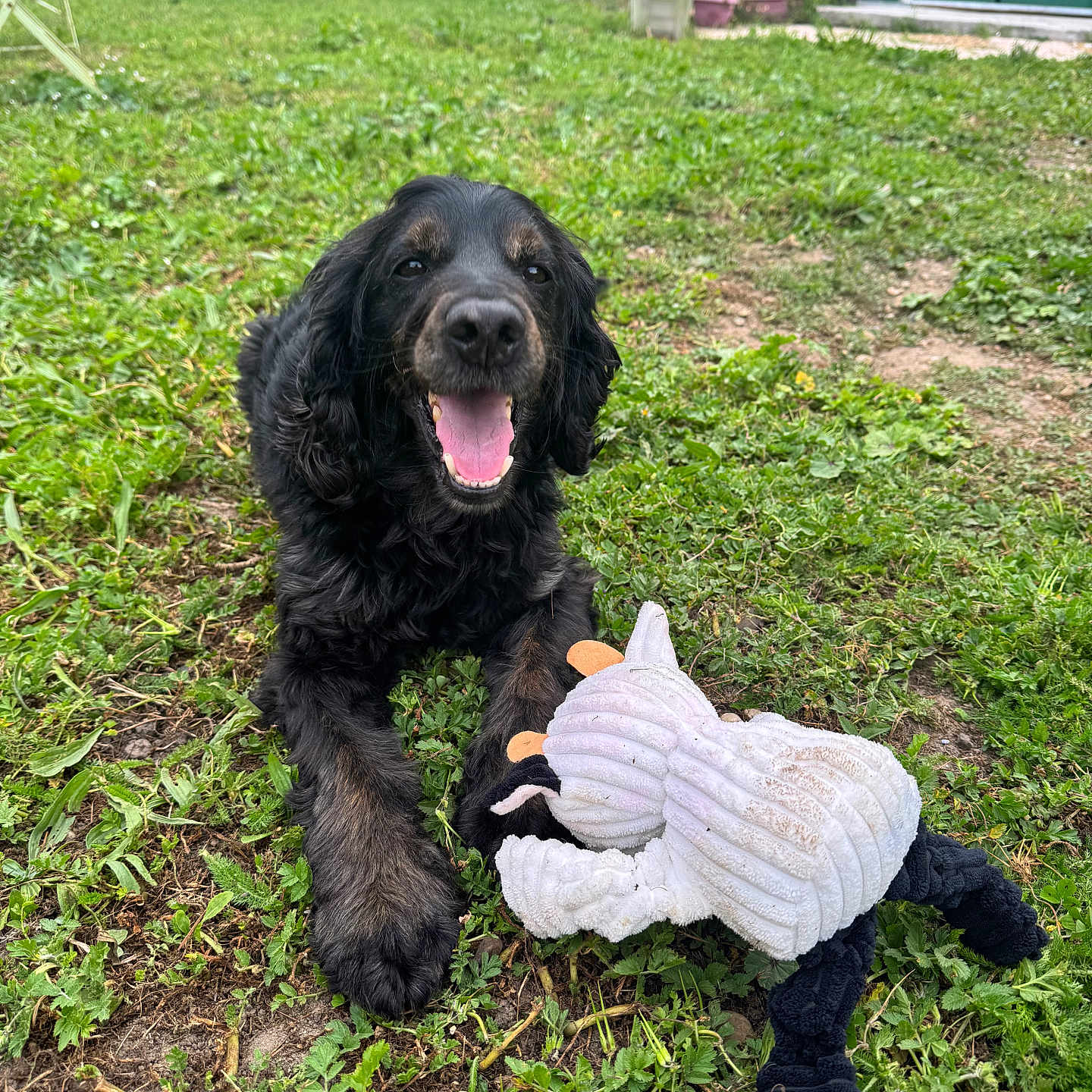 Max participe au concours pour gagner de l'argent avec cette photo : animal, black_dog, daylight, dog, fence, fur, garden, grass, greenery, happy, nature, outdoor, pet, playful, potted_plant, relaxed, smiling, stuffed_toy, toy, yard