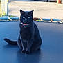 cat, black_cat, trampoline, outdoor, pet, animal, green_eyes, sitting, collar, fence, potted_plant, garden_furniture, sunlight, shadow, calm, domestic_cat, fence_post, concrete, quiet, nature