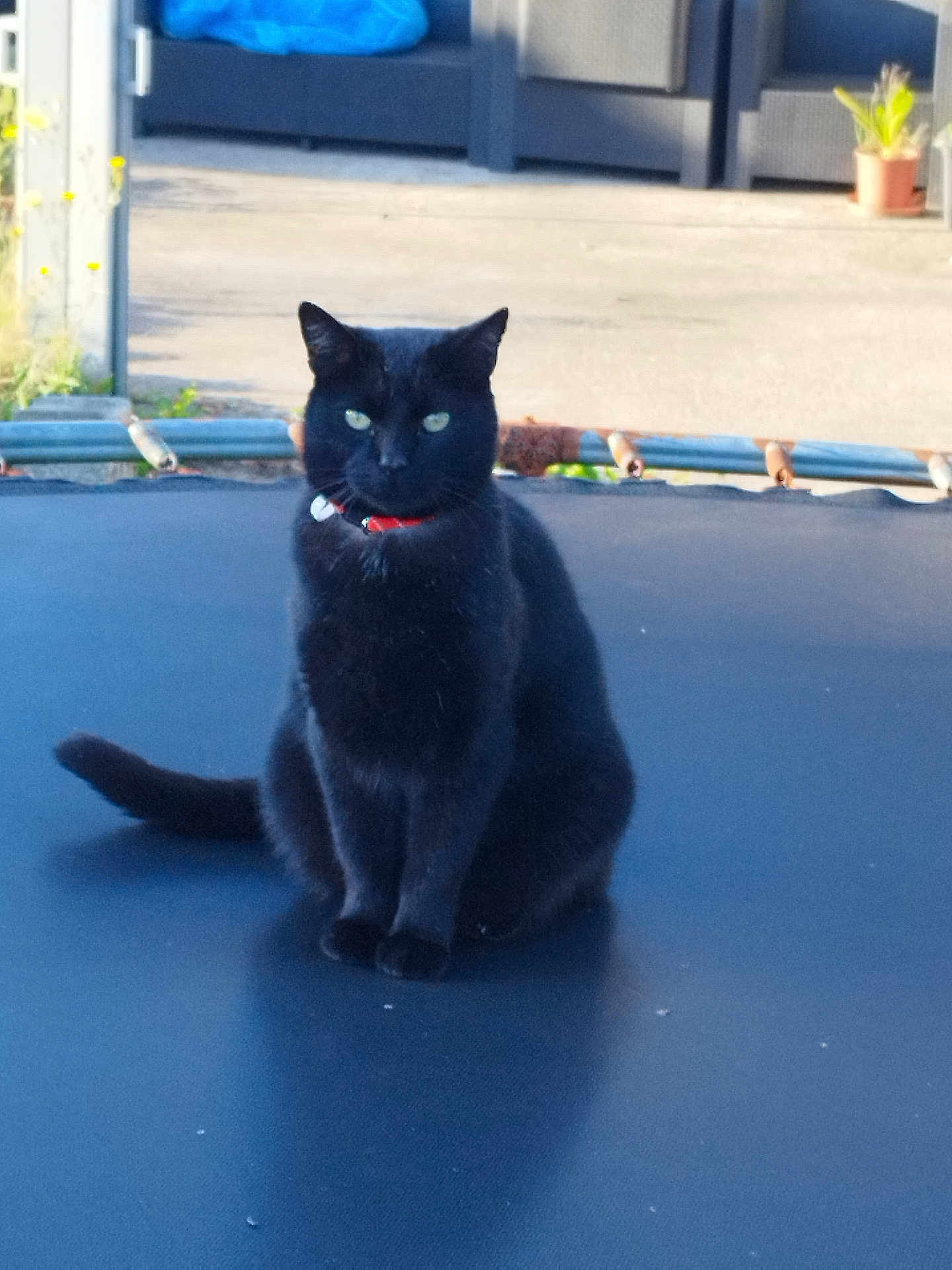 Harry participe au concours pour gagner de l'argent avec cette photo : cat, black_cat, trampoline, outdoor, pet, animal, green_eyes, sitting, collar, fence, potted_plant, garden_furniture, sunlight, shadow, calm, domestic_cat, fence_post, concrete, quiet, nature