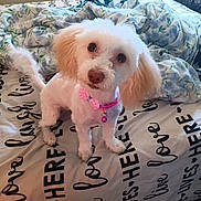 Lucy joined the competition — help win amazing prizes! dog, pet, cute, white_fur, small_dog, bow_tie, bed, blanket, fluffy, indoor, curious, ears, collar, pink, looking_up, fur, animal, domestic_animal, mammal, resting_place