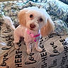 dog, pet, cute, white_fur, small_dog, bow_tie, bed, blanket, fluffy, indoor, curious, ears, collar, pink, looking_up, fur, animal, domestic_animal, mammal, resting_place
