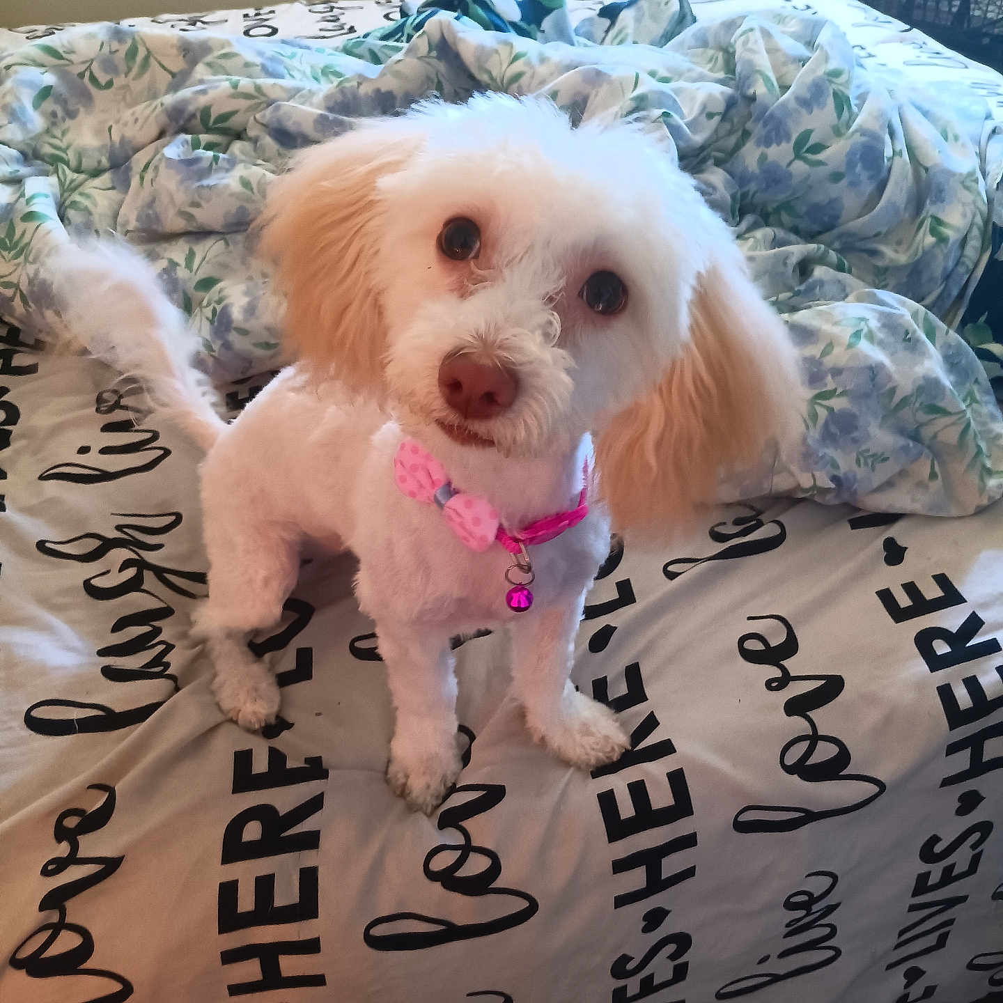 Lucy