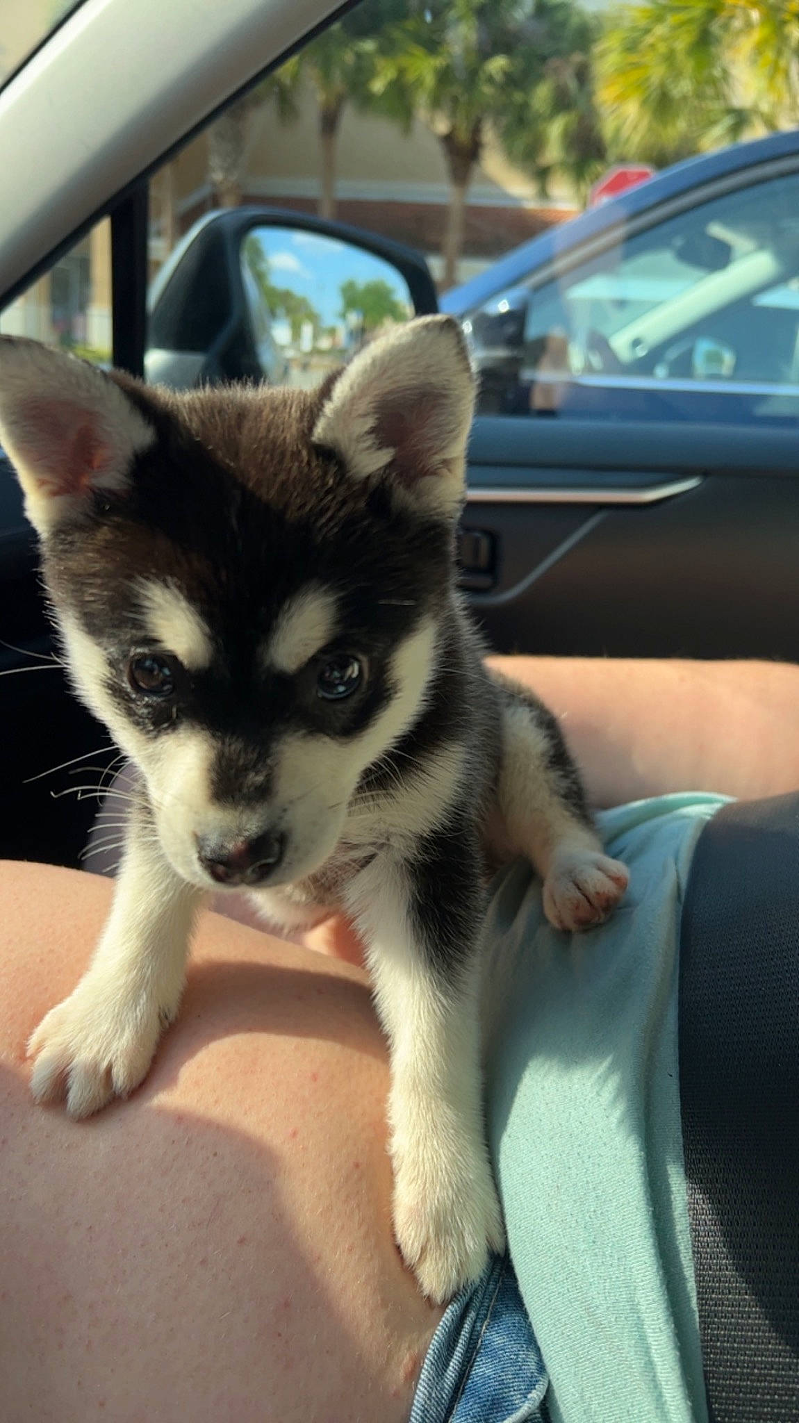 Kleo is registered to the contest to win money with this photo: canidae, car, carnivore, companion_dog, dog, dog_breed, fawn, fur, non_sporting_group, puppy, sled_dog, sporting_group, steering_wheel, terrestrial_animal, toy_dog, vehicle, whiskers, windshield, working_animal, working_dog
