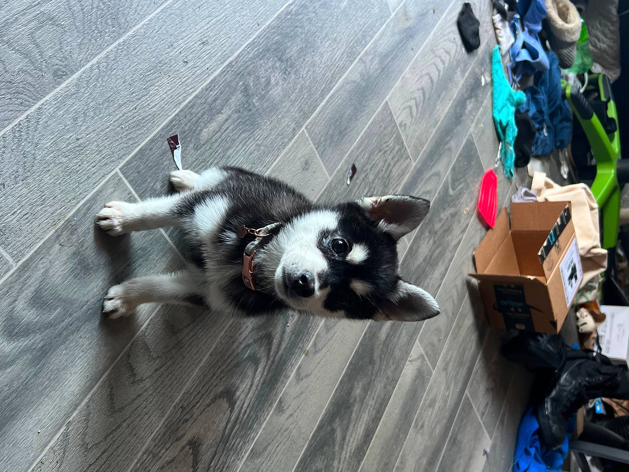 Kleo is registered to the contest to win money with this photo: auto_part, bag, canidae, companion_dog, dog_breed, felidae, flooring, fur, hardwood, luggage_and_bags, non_sporting_group, paw, road_surface, small_to_medium_sized_cats, tail, terrestrial_animal, whiskers, wood