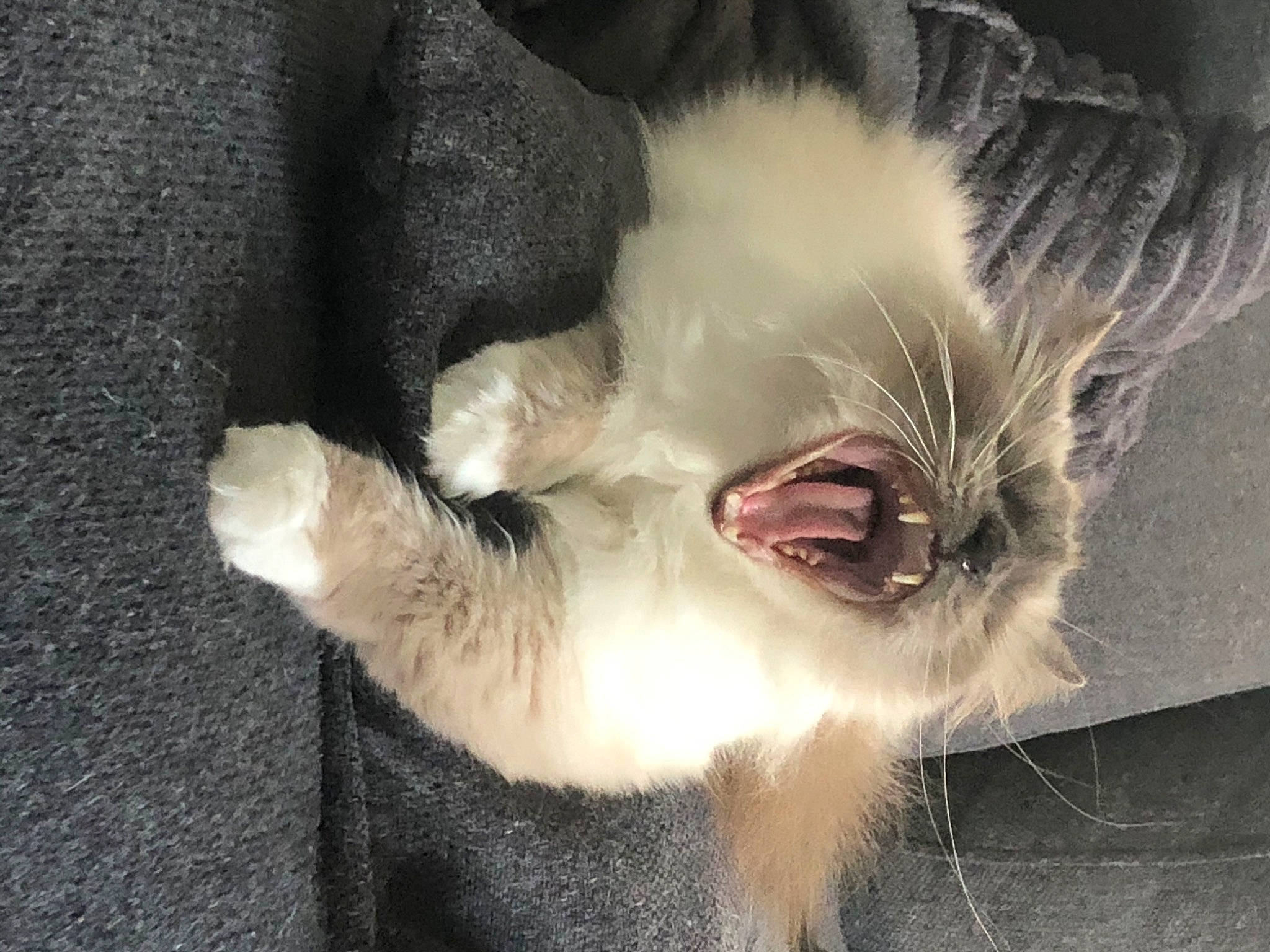 Idefix a rejoint le concours — aidez-le/la à gagner de superbes lots ! carnivore, cat, companion_dog, dog_breed, ear, eye, eyelash, fang, fawn, felidae, gesture, head, human_body, jaw, leg, small_to_medium_sized_cats, snout, tail, whiskers, yawn