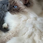 Idefix a rejoint le concours — aidez-le/la à gagner de superbes lots ! animal, blue_eyes, cat, close_up, cozy, cute, domestic_cat, feline, fluffy, fur, indoor, laying, mammal, pet, portrait, profile, relaxed, resting, soft_texture, whiskers