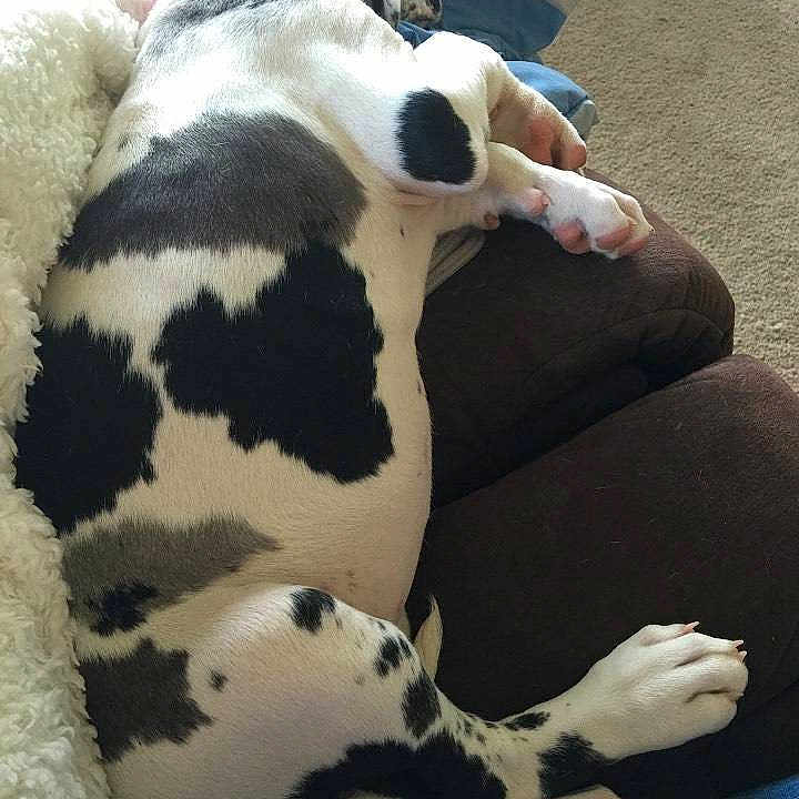 Miss Mollie Moo