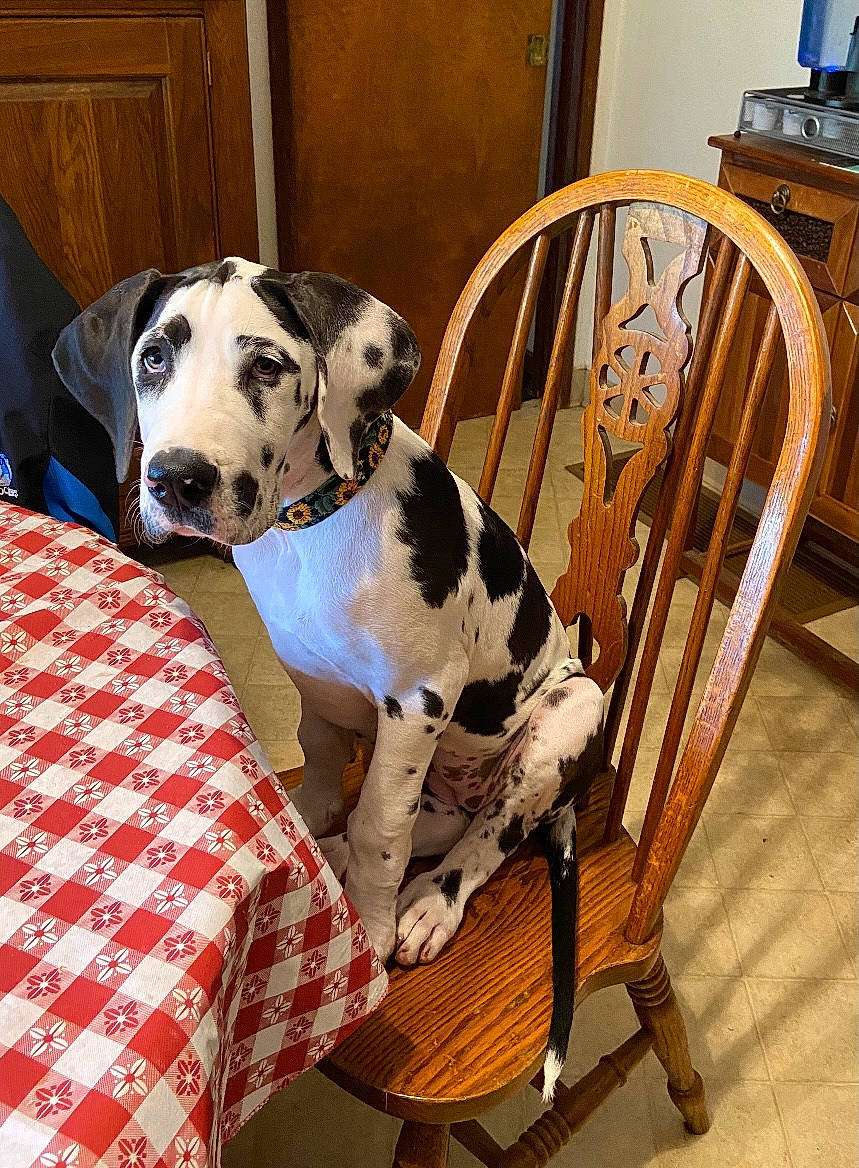 Hannah joined the competition — help win amazing prizes! canidae, carnivore, chair, collar, comfort, companion_dog, dog, dog_breed, dog_collar, dog_supply, fawn, flooring, hardwood, pattern, pet_supply, plaid, sporting_group, tartan, wood, working_animal