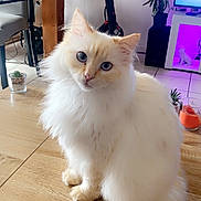 Ruby a rejoint le concours — aidez-le/la à gagner de superbes lots ! cat, fluffy, white_cat, blue_eyes, table, wooden_table, indoor, plant, furniture, scooter, modern, cozy, pet, curious, animal, domestic, home, light, purple_light, decor