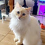 cat, fluffy, white_cat, blue_eyes, table, wooden_table, indoor, plant, furniture, scooter, modern, cozy, pet, curious, animal, domestic, home, light, purple_light, decor