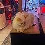 cat, fluffy_cat, table, christmas_tree, holiday_decorations, ornaments, living_room, carpet, remote_control, heater, furniture, wood, indoor, cozy, pet, relaxed, decor, lights, home, festive