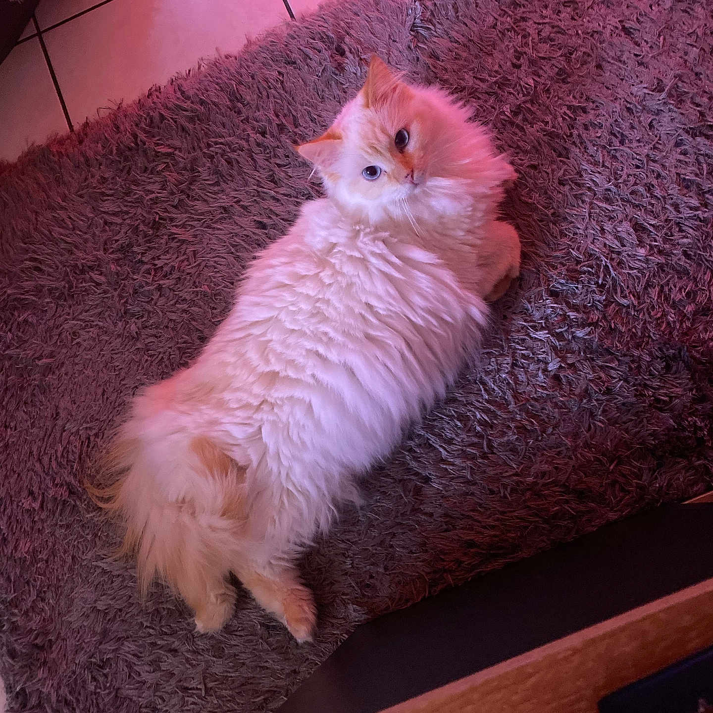 Ruby participe au concours pour gagner de l'argent avec cette photo : animal, cat, cozy, cute, domestic_cat, feline, floor, fluffy, fur, home, indoor, looking_back, pet, pink_tint, relaxed, resting, rug, soft_light, tile_floor, white_cat