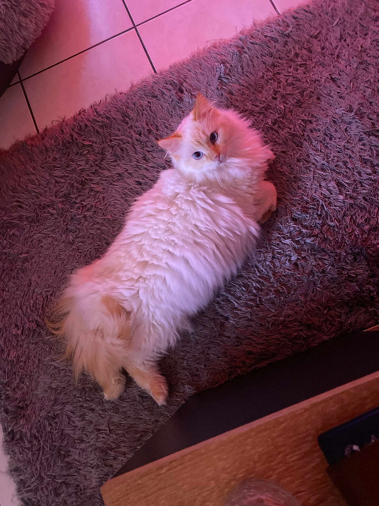 Ruby participe au concours pour gagner de l'argent avec cette photo : cat, fluffy, white_cat, pet, indoor, rug, floor, tile_floor, relaxed, looking_back, cozy, soft_light, home, feline, cute, animal, fur, resting, domestic_cat, pink_tint