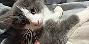 Lucky Boy joined the competition — help win amazing prizes! kitten, cat, gray, white, whiskers, hand, petting, blanket, fur, cute, indoor, soft, cozy, relaxed, animal, mammal, paw, young, domestic, sleepy