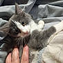 kitten, cat, gray, white, whiskers, hand, petting, blanket, fur, cute, indoor, soft, cozy, relaxed, animal, mammal, paw, young, domestic, sleepy