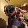 kitten, cat, hand, indoor, furniture, mirror, cabinets, brown, gray, white, furry, small, cute, pet, animal, cozy, blurred, soft, sleepy, domestic