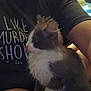 cat, fluffy, gray, white, indoor, person, lap, shirt, arm, text, pet, animal, feline, domestic, closeup, seated, blur, low_light, casual, companion