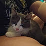 kitten, cat, pet, animal, gray_and_white, fur, whiskers, person, arm, lap, resting, indoor, cozy, closeup, soft, domestic, cute, young, feline, comfort