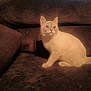 cat, cream_colored, indoor, couch, furniture, pet, animal, curious, sitting, soft_lighting, window, curtain, brown, domestic, feline, side_view, cozy, looking_up, household, quiet