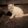 Itty Bitty joined the competition — help win amazing prizes! cat, cream_colored, feline, pet, domestic_animal, sitting, couch, furniture, indoor, soft_lighting, brown, fur, whiskers, tail, ears, animal, companion, cute, calm, home