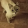 Itty Bitty joined the competition — help win amazing prizes! cat, animal, pet, fur, floor, tile, curious, looking_up, whiskers, ears, paws, indoor, mammal, cute, domestic, feline, closeup, small, young, alert